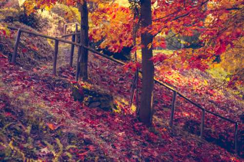 Autumn Forest Leaves Tones