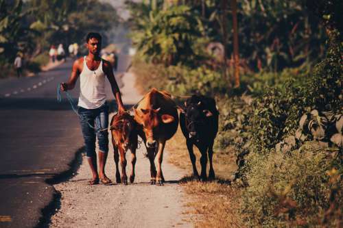 Cows in India