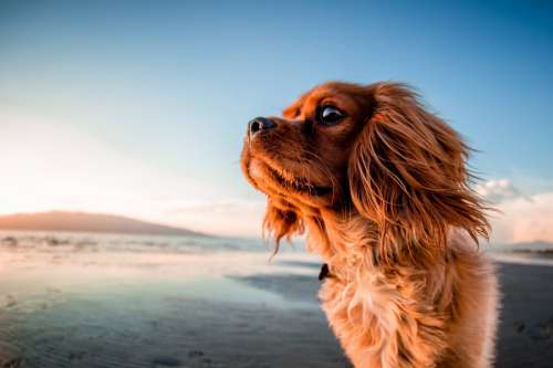 Dog on Beach