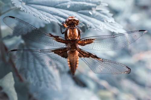 Dragonfly Macro