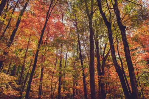 Fall Forest Trees