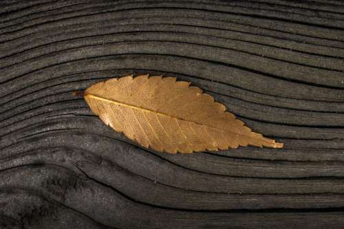 Fall Leaf