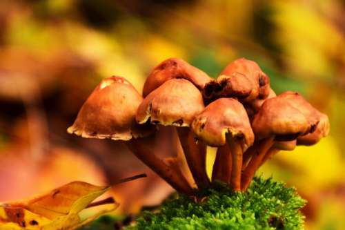 Fall Mushrooms