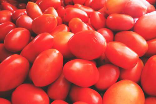 Fresh Tomatoes