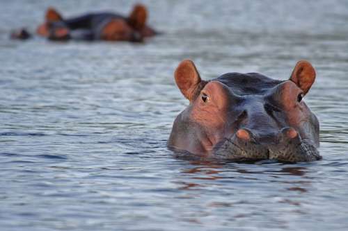 Hippopotamus in Africa