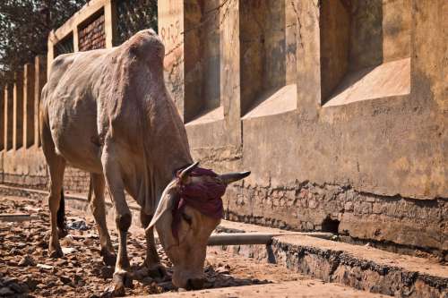 Cow in India