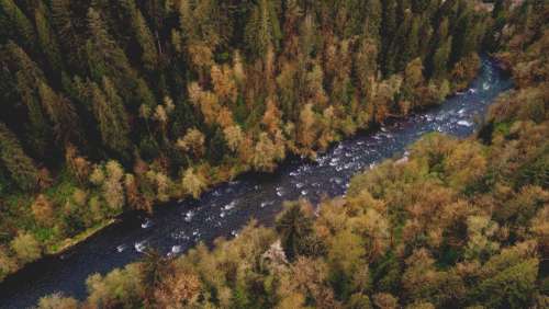 Aerial of River and Forest