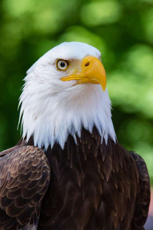 Bald Eagle Close Up