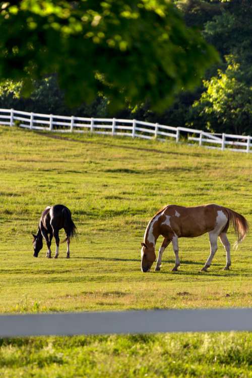Horses in Pasture