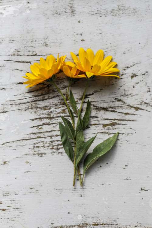 Flat Lay Yellow Flowers