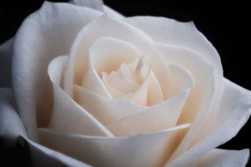 White Rose Macro