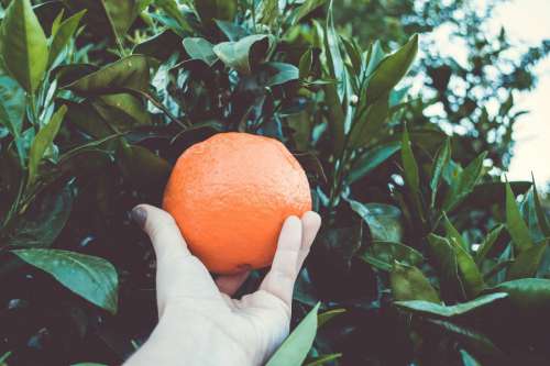 Picking Orange