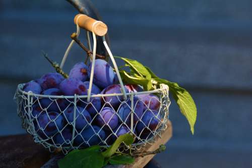 Plums in Basket