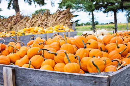 Autumn Pumpkins