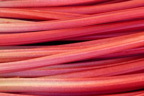 Rhubarb Texture