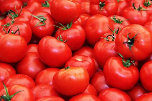 Red Tomatoes