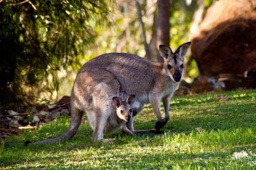 Kangaroos in Australia