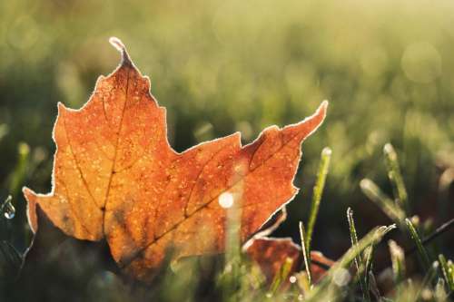 Leaf in Autumn