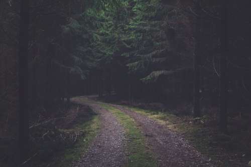 Desolate Forest Road