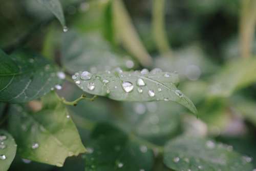 Rain Drops on Green Leaf