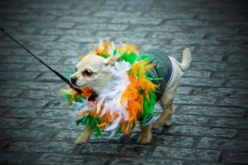 St. Patrick'S Day Madra