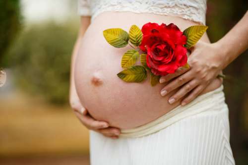 Pregnant & Rose