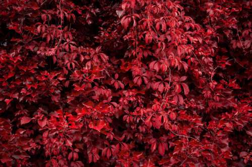 Red Autumn Leaves