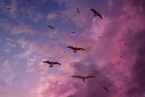 Seagulls in Purple Sky