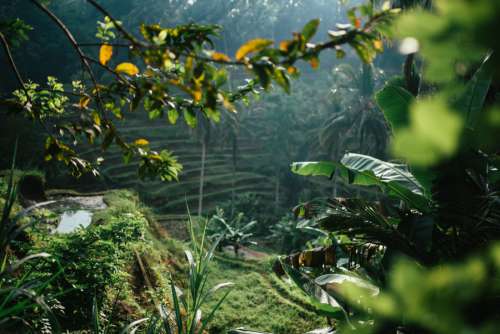 Rice Paddy View