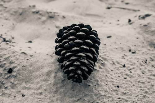 Tree Cone