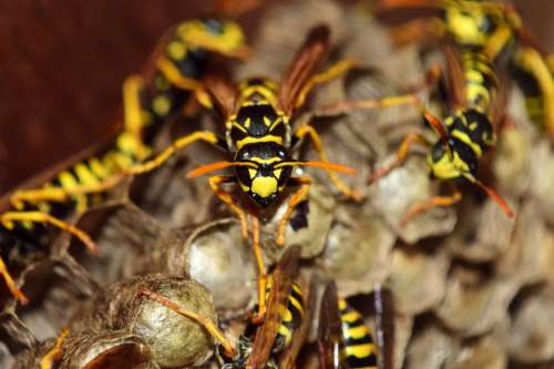 Wasps Nest