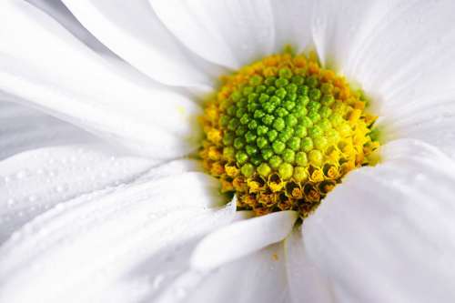 White Flower Macro