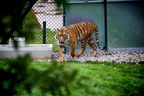 Wildlife Tiger