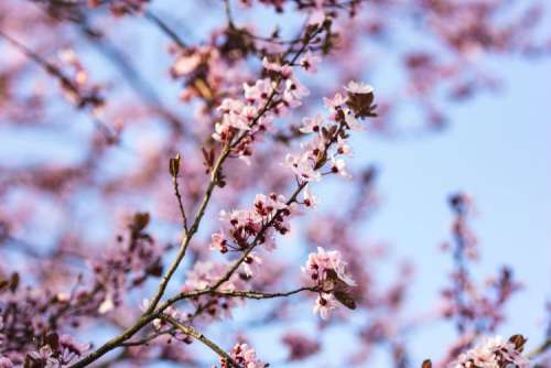 Pink spring flowers