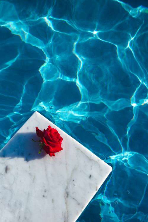 Fresh garden rose on the blue water of a swimming pool on a warm summer day