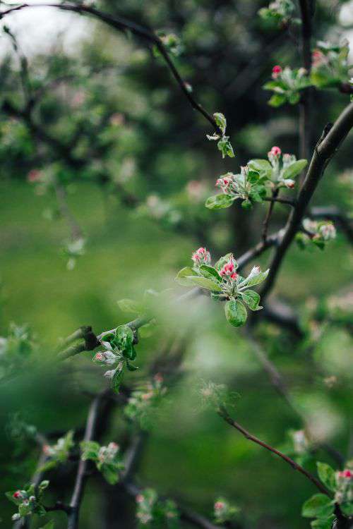 Close-ups of leaves, flowers and fruit on trees, part 1