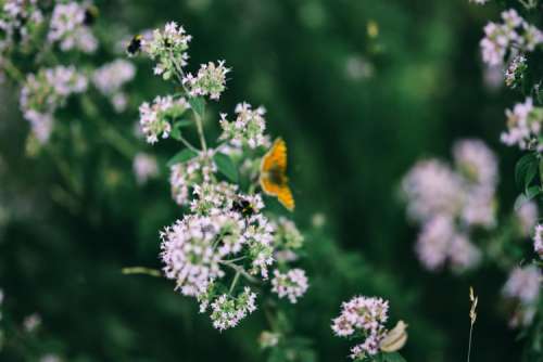 Flowers, fruits and vegetables in the garden