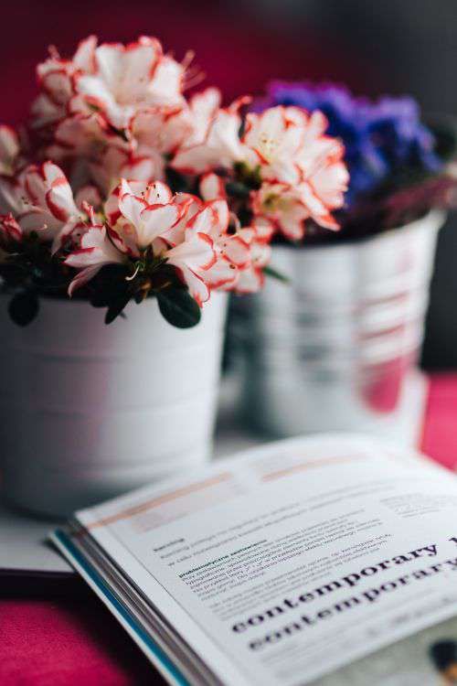 Flowers in a pot with a cake and a book