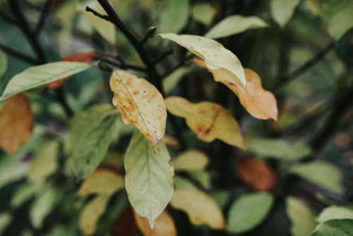 Close-ups of leaves