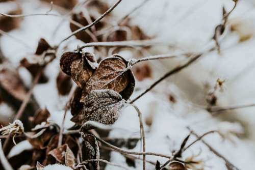 Close-ups of snowy trees