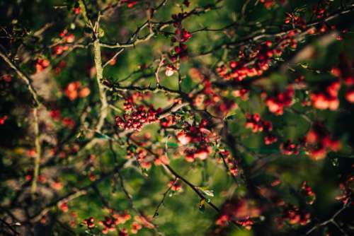 Red rowan on branches