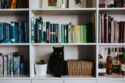 Black cat by a wicker basket on a white bookcase shelf