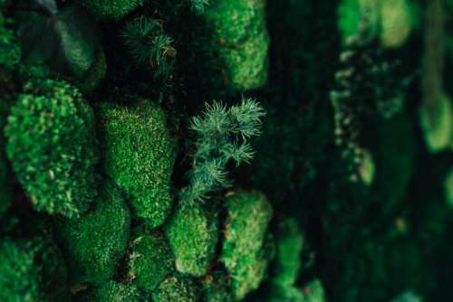 Close-ups of flowers and plants