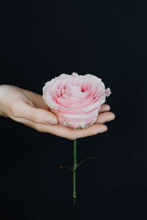 Holding a pink rose