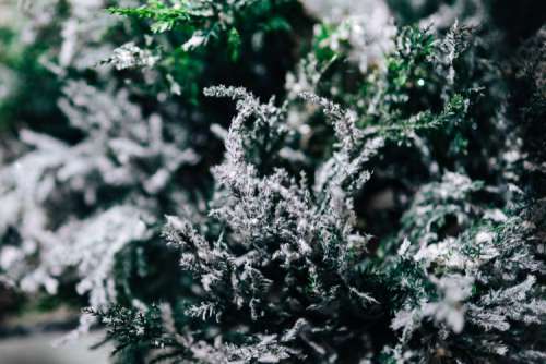 Close-ups of snowy trees