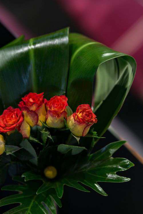 Close-up of little red and yellow roses