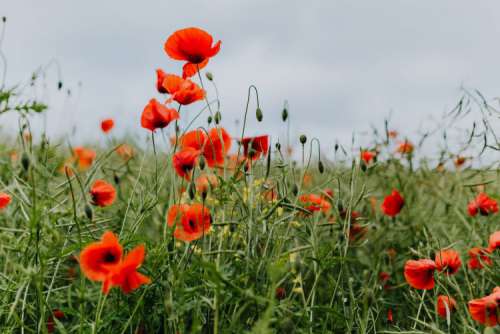 A field of Red Poppies