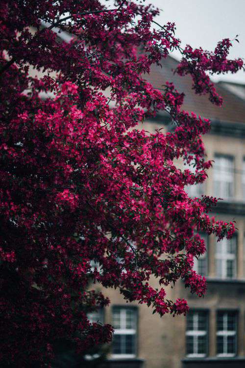 Lovely pink flowers blooming from the tree branches