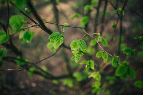 Close-ups of leaves on trees