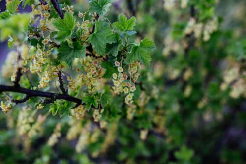 Close-ups of leaves on trees